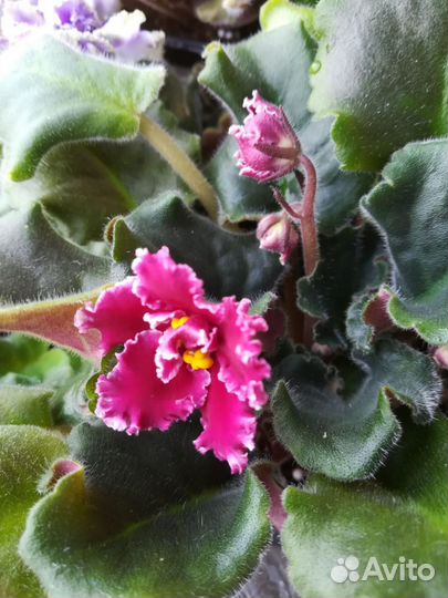 Фиалки цветущие