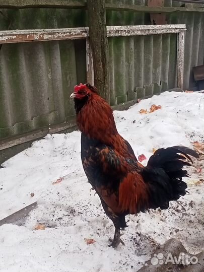 Петушки молодые