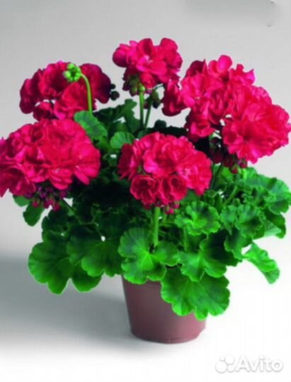 Пеларгония герань