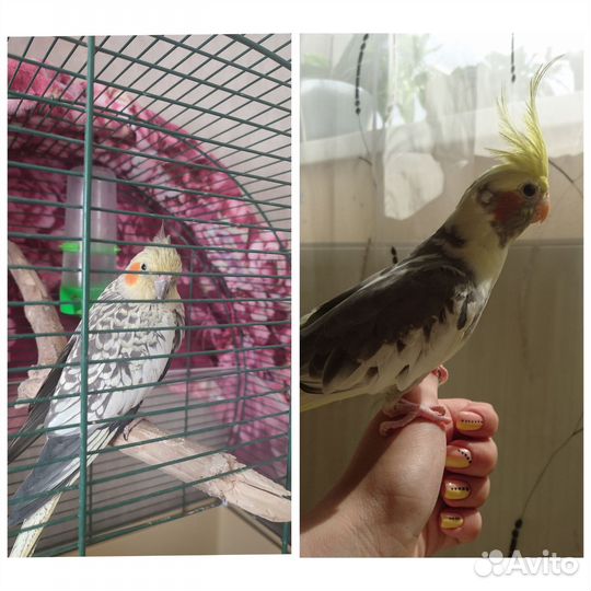 Попугаи Корелла