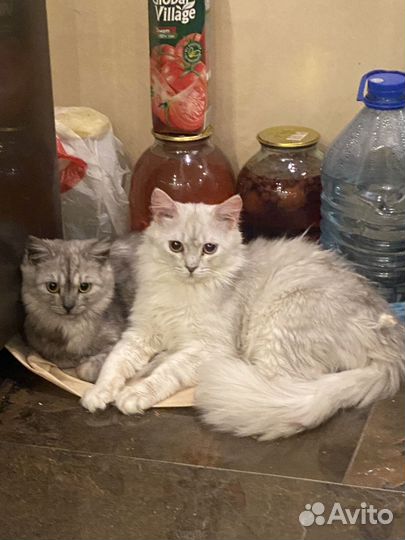 Персидская