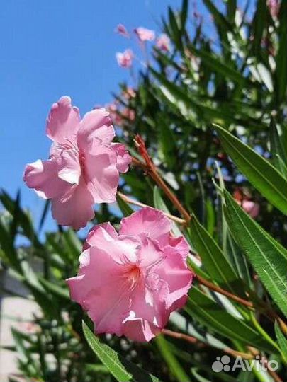 Олеандр желтый