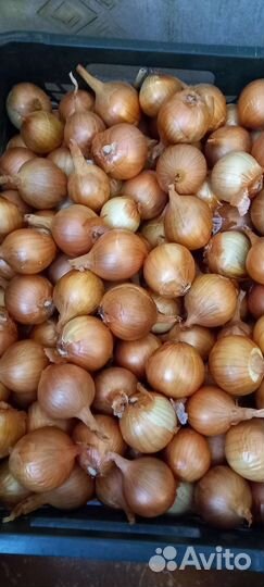 Лук семейный