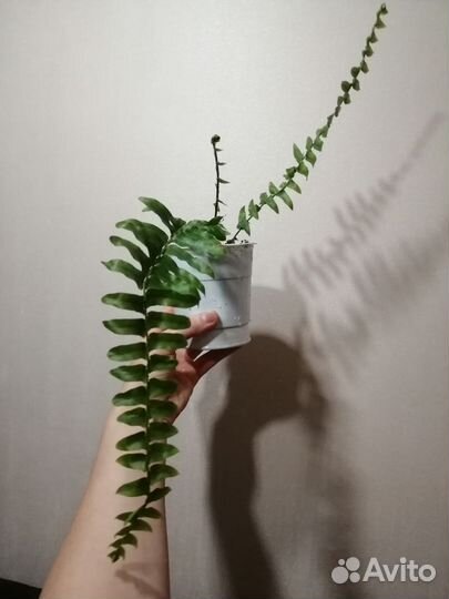 Папоротник нефролепис