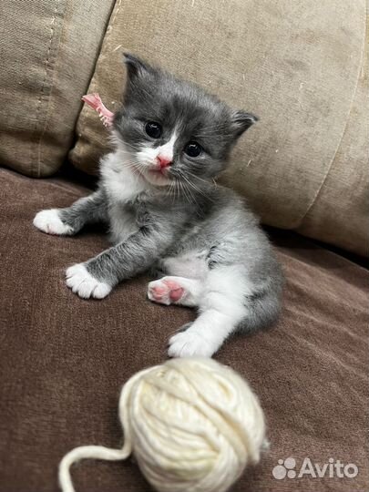 Отдаю в добрые, любящие руки котенка, девочку