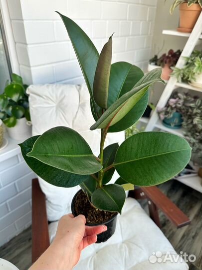 Фикусы Эластика