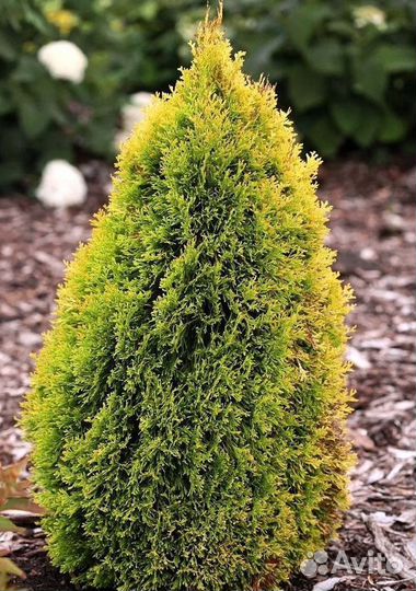 Туи вип класса