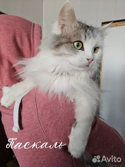 Волшебный котик Паскаль