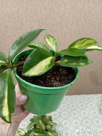 Хойя карноза триколор