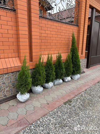 Туя смарагд