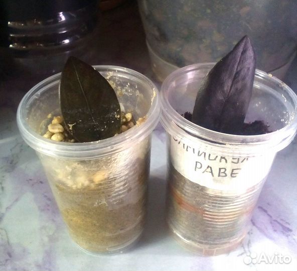 Замиокулькас Равен листом