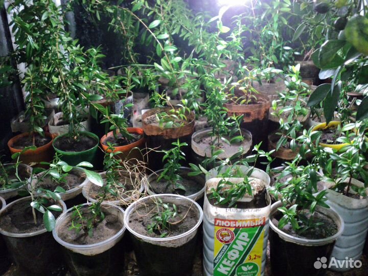 Черенки мирта и сеянцы муррайи