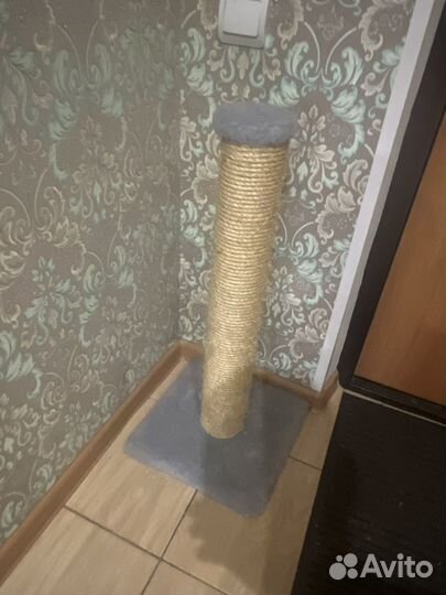 Когдеточка