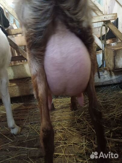 Козлик камори 5мес