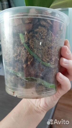 Орхидея Sogo lawrence