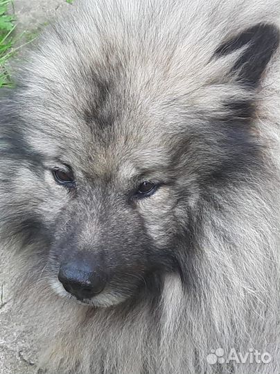 Кеесхонд вольфшпиц