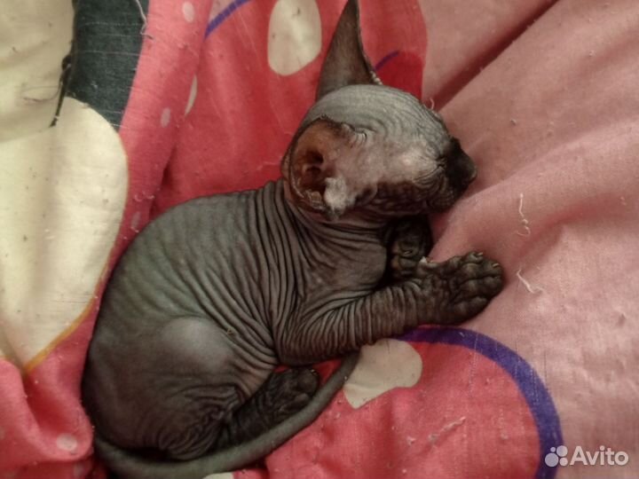 Канадский сфинкс котенок