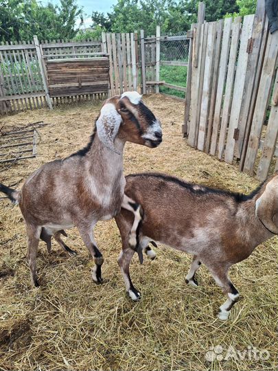 Дойные нубийские козы