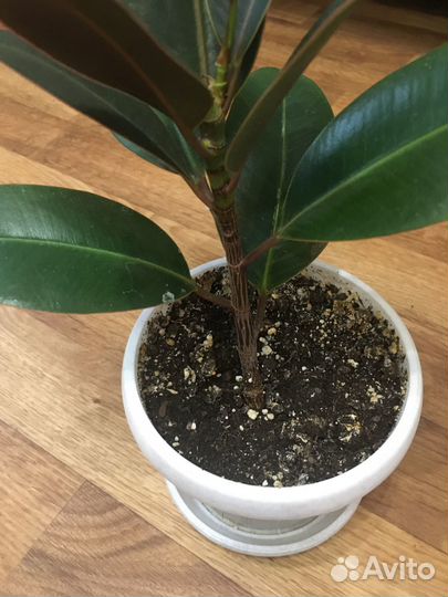 Фикус каучуконосный Мелани