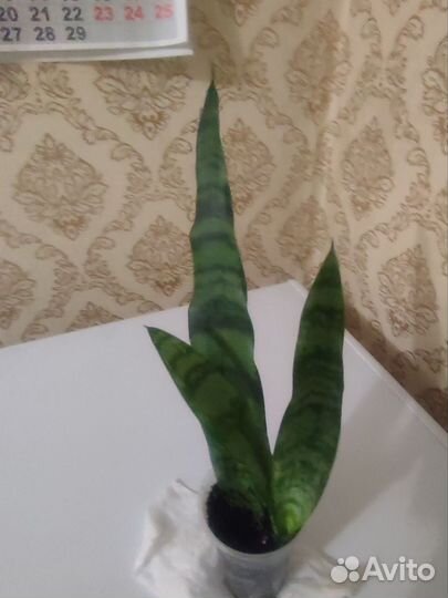 Сансевиерия