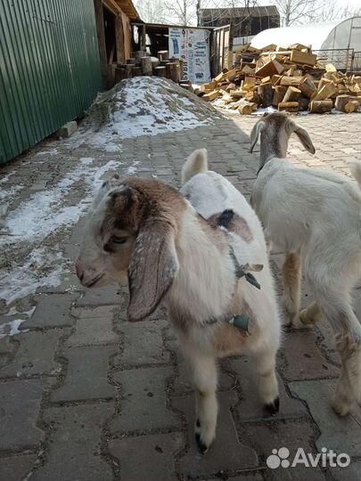 Нубийские козлята