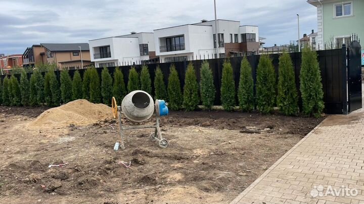 Туи оптом с доставкой