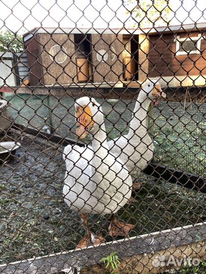 Гусь и гусыня