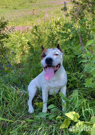 Амстафф вязка