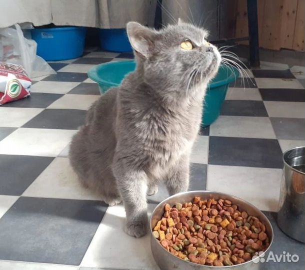 Кошечка стерилизованная британка