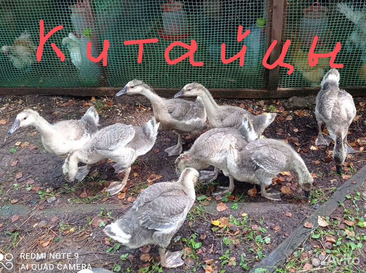 Гусыня+китайский гусак