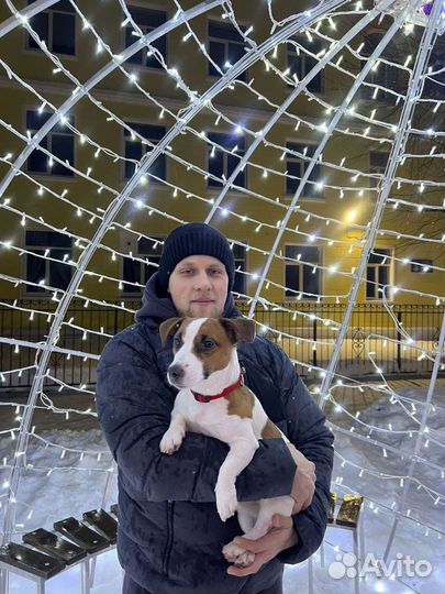 Джек Рассел терьер щенки