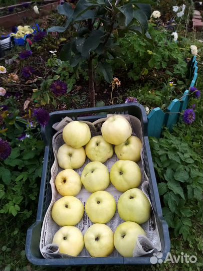 Яблоки Антоновка домашние