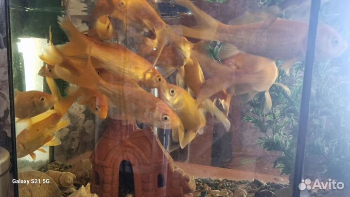 Золотая рыбка