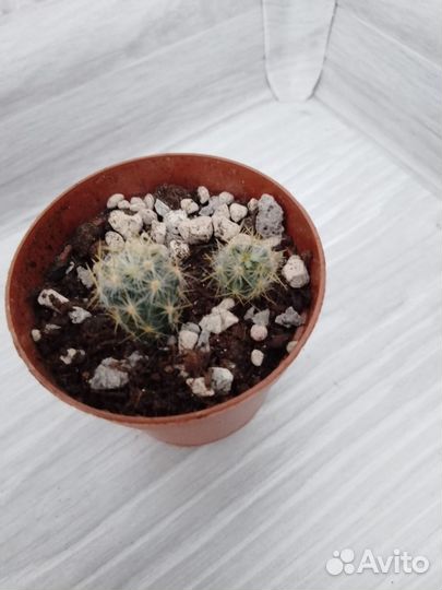 Кактусы маммиллярия