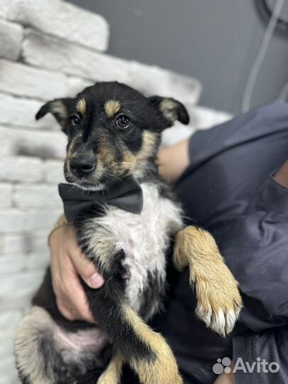 Щенки в добрые руки даром