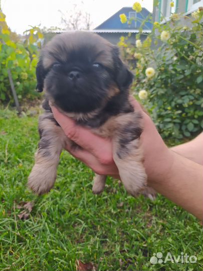 Щенки пекинеса