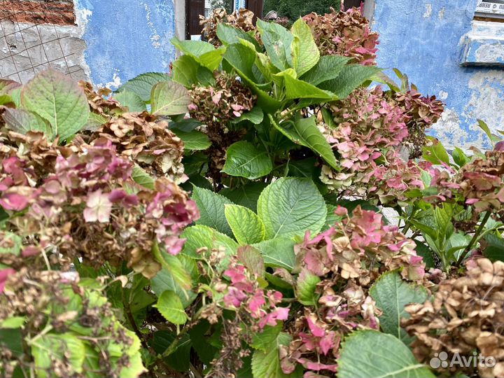 Гортензия куст