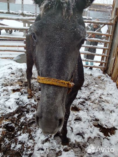 Продам лошадь