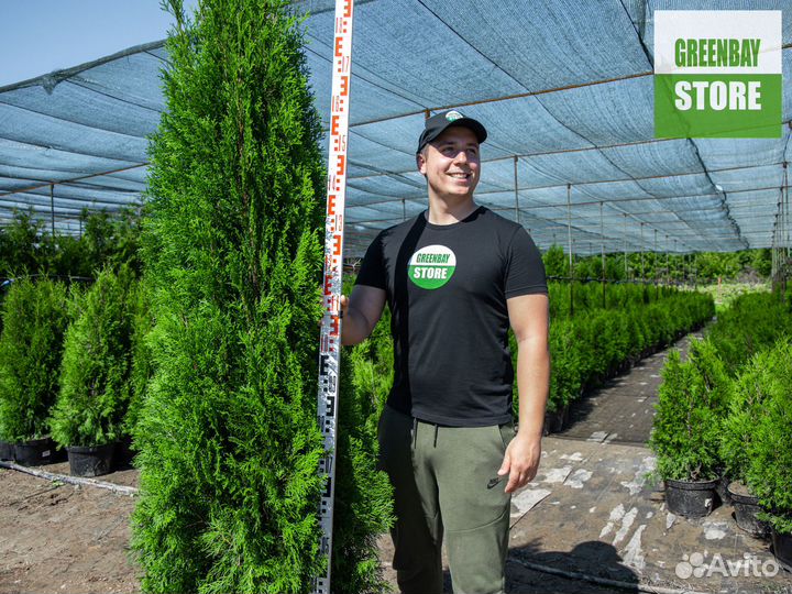 Туя смарагд 1,8 метра свежая копка 2023