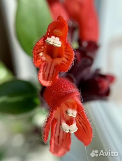 Эсхинантус