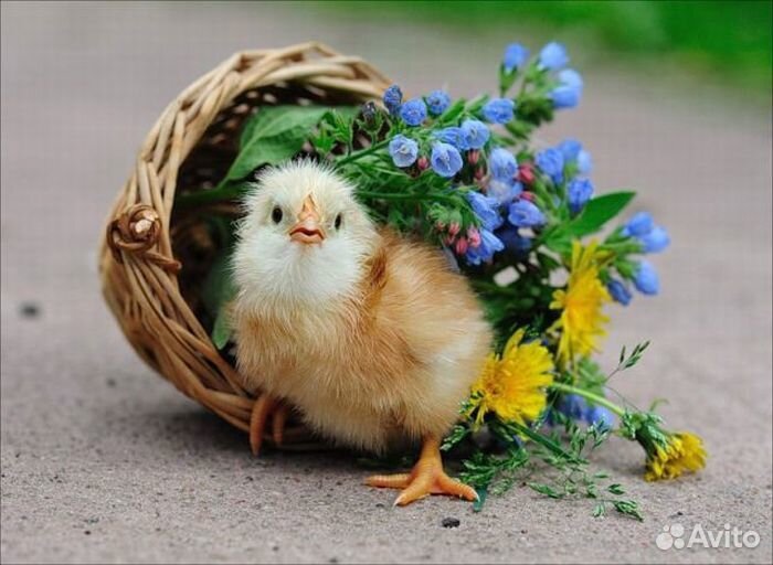 Индоутята, утка, гусята, цыплята несушки и бройлер