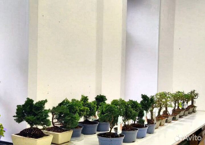 Бонсай огромный выбор