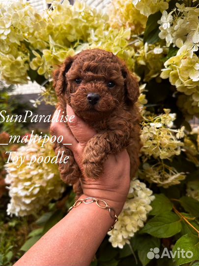 Той-пудель мини Ред.браун с док ми