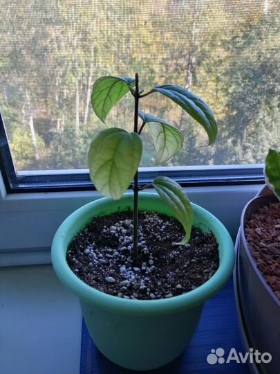 Клеродендрум госпожи Томпсон