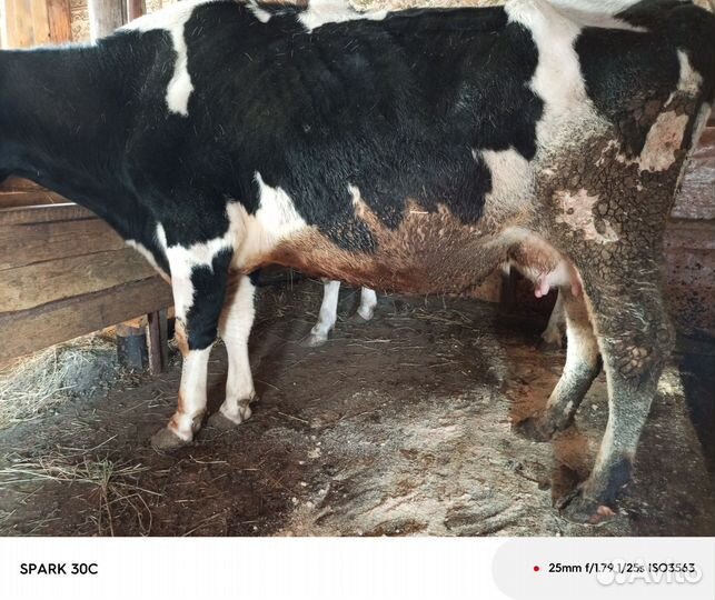 Продаю корову дойную