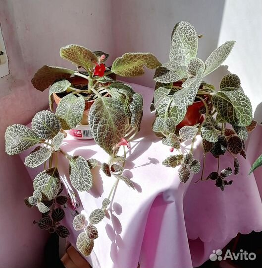 Комнатные цветы