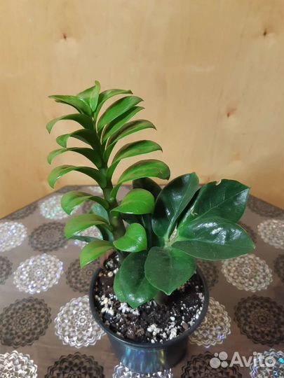 Комнатные растения