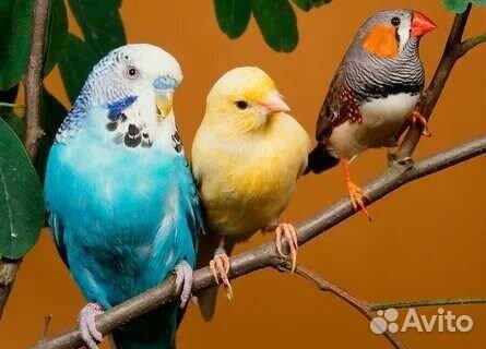 Передержка птиц