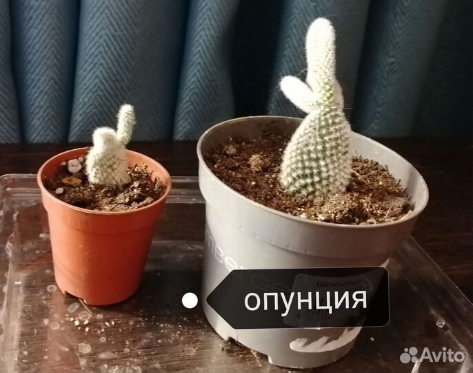 Кактусы и суккуленты