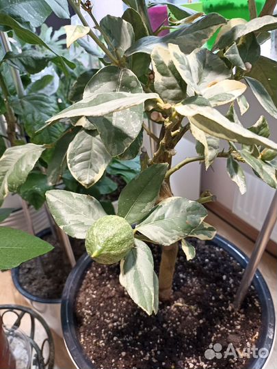 Лимон Эврика Пинк вариегатный